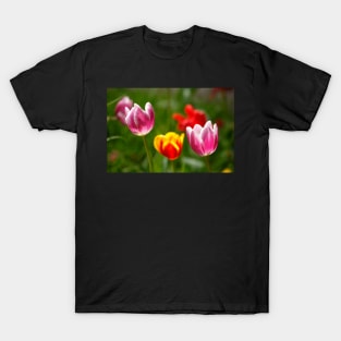 (Tulipa); Tulip; Tulips; Flower; Flower; colorful, tulip blossom T-Shirt